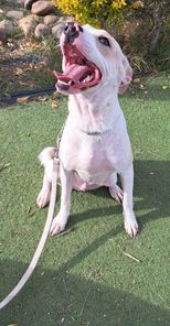 Griffin, an adoptable Setter in San Francisco, CA, 94112 | Photo Image 2