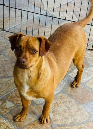 Hello my name is Kobe Im a 2-year-old ChihuahuaDachshundHound mix boy that would love a forever