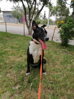 This beautiful girl is Chia She is a 1-year-old 495-lb black and white mixed breed dog We do n