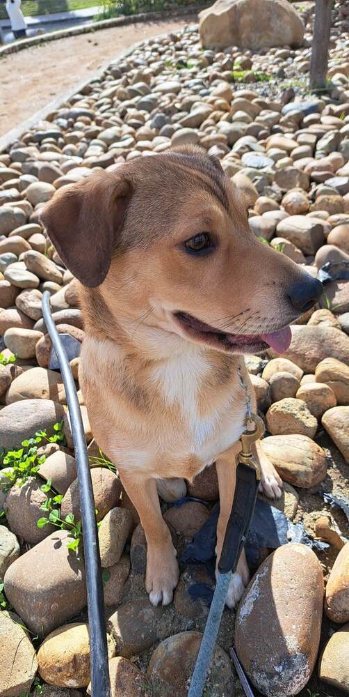 Rio, an adoptable Shepherd, Corgi in San Francisco, CA, 94112 | Photo Image 3