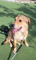 Rio, an adoptable Shepherd, Corgi in San Francisco, CA, 94112 | Photo Image 6