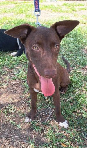 Watson here at your service This sweet boy Watson looks like a mix of Labrador retriever and Aus