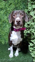 Lizzie is a 1-year-old and weighs about 57 lbs and fully grown She is one of 4 siblings that were