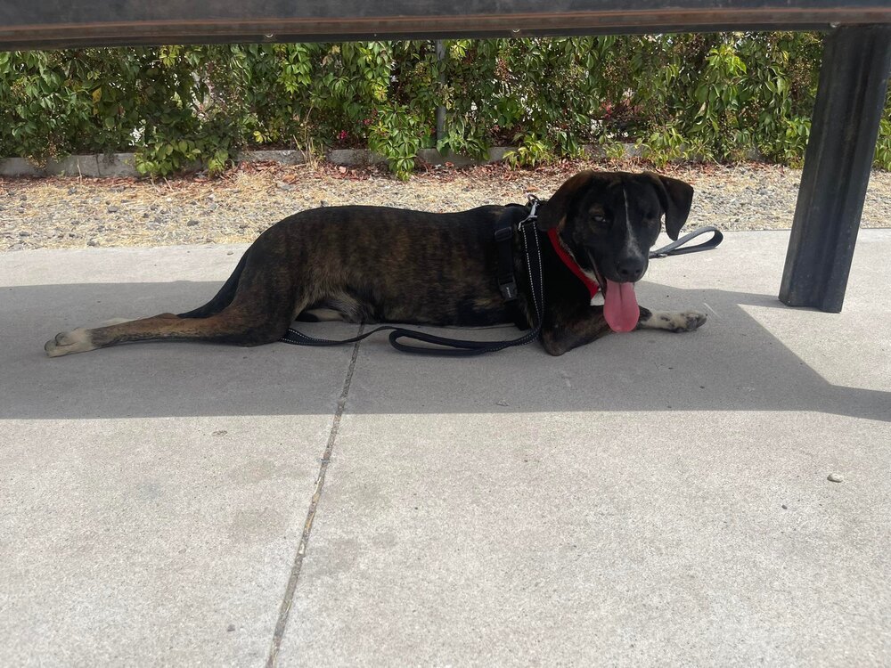 Riley, an adoptable Spaniel, Plott Hound in San Francisco, CA, 94112 | Photo Image 4