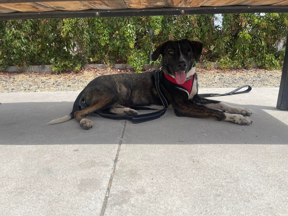 Riley, an adoptable Spaniel, Plott Hound in San Francisco, CA, 94112 | Photo Image 4