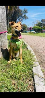 Canela