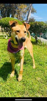 Canela