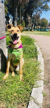 Canela
