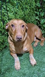 Holly, an adoptable Vizsla, Portuguese Podengo in San Francisco, CA, 94112 | Photo Image 2