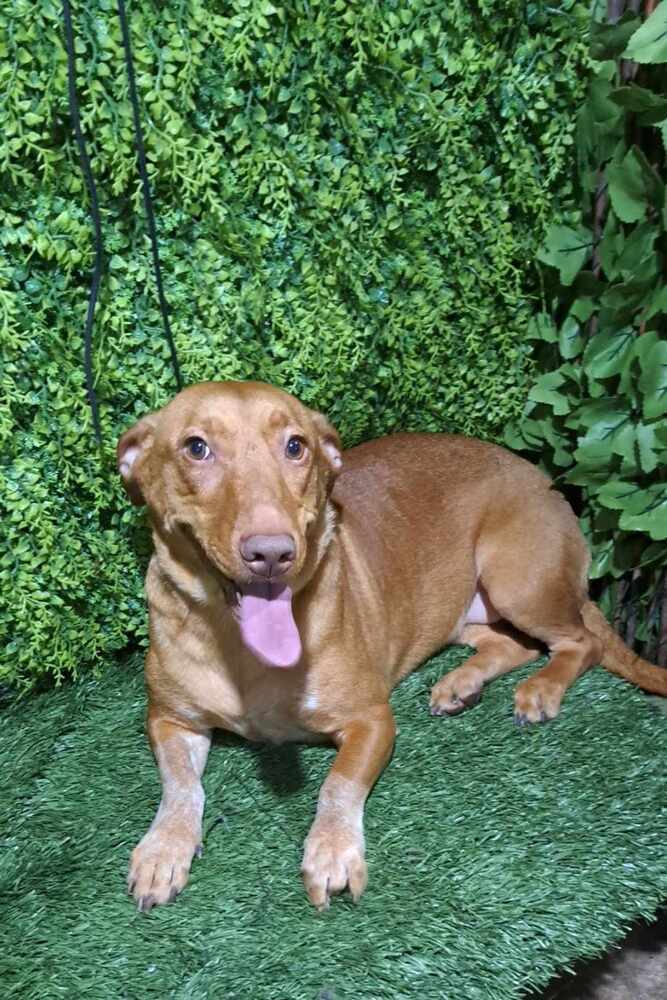 Holly, an adoptable Vizsla, Portuguese Podengo in San Francisco, CA, 94112 | Photo Image 3