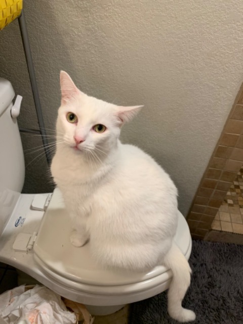 Leo, an adoptable Domestic Short Hair in Boerne, TX, 78006 | Photo Image 5