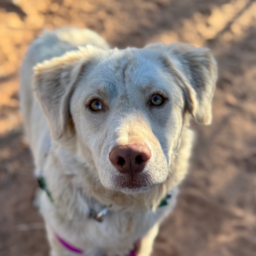 Honeydew, an adoptable German Shepherd Dog, Hound in Kanab, UT, 84741 | Photo Image 1