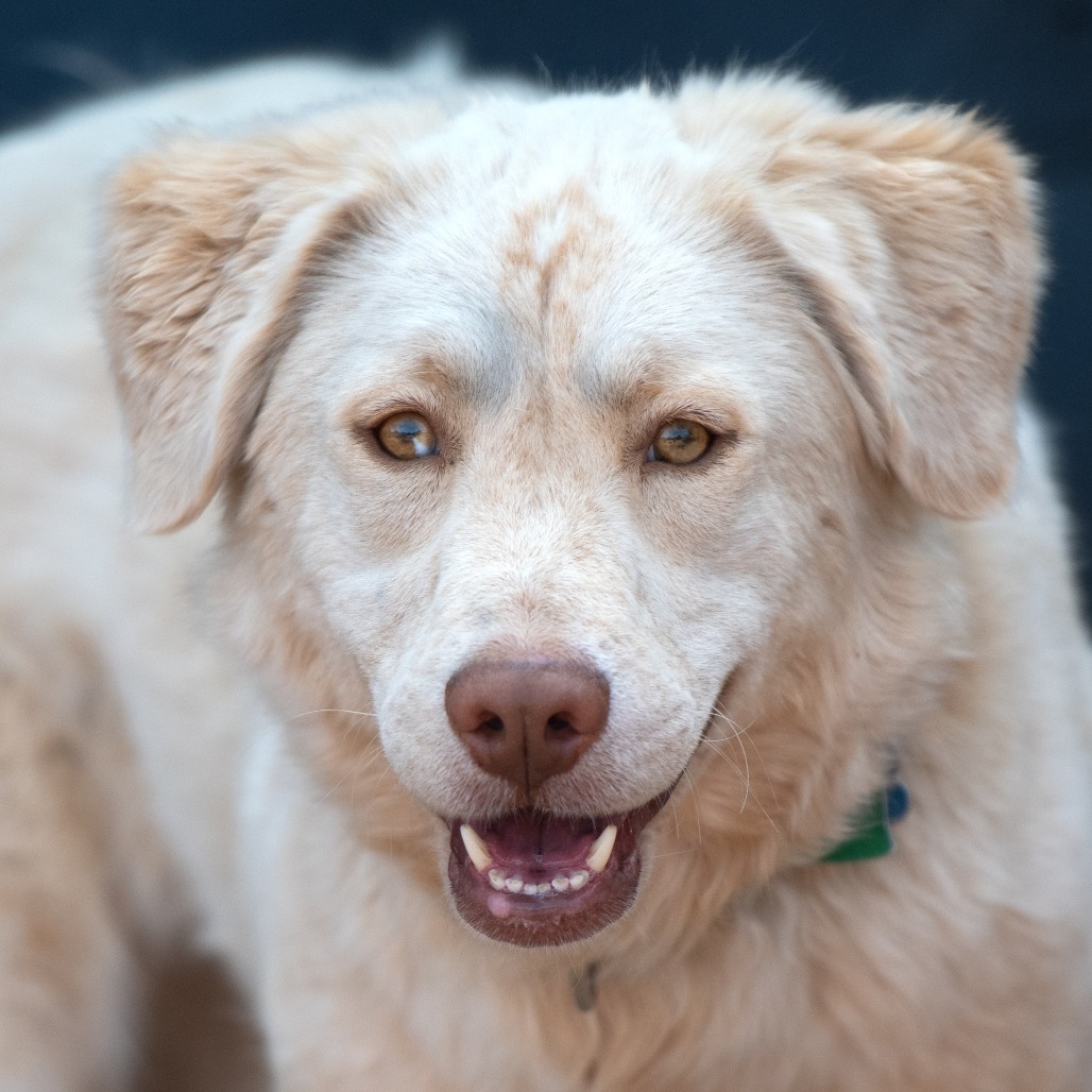 Honeydew, an adoptable German Shepherd Dog, Hound in Kanab, UT, 84741 | Photo Image 1