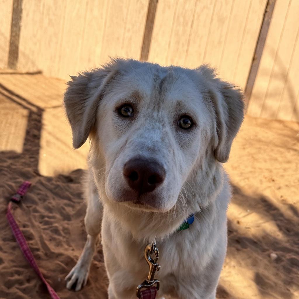Honeydew, an adoptable German Shepherd Dog, Hound in Kanab, UT, 84741 | Photo Image 2