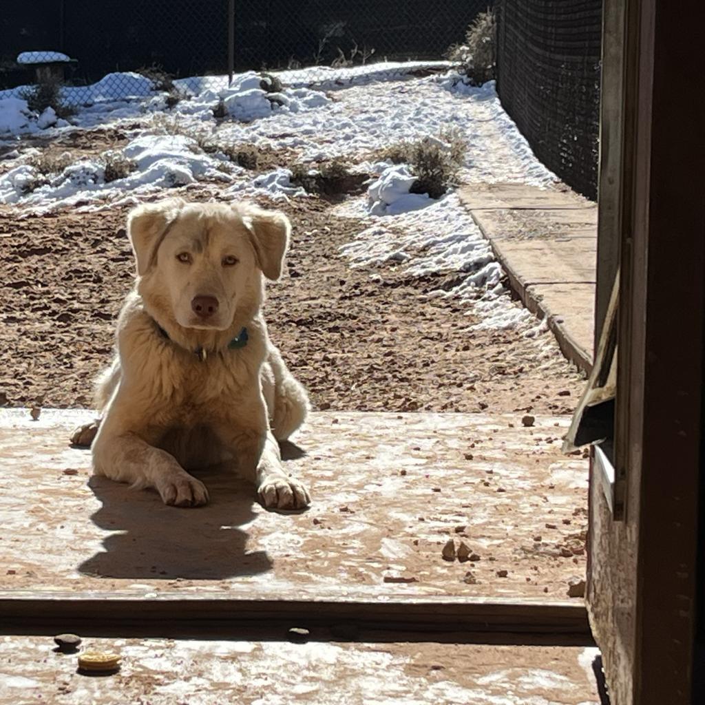 Honeydew, an adoptable German Shepherd Dog, Hound in Kanab, UT, 84741 | Photo Image 3