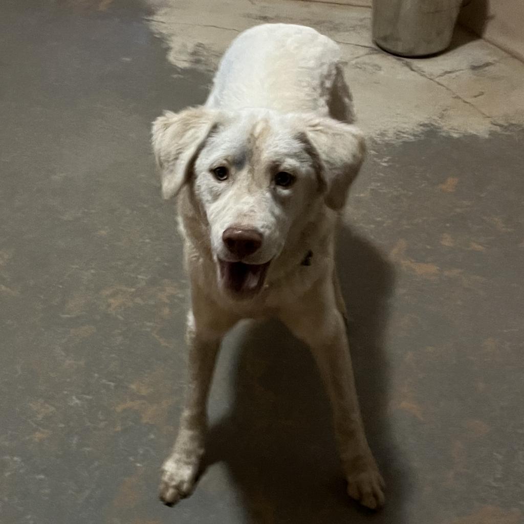 Honeydew, an adoptable German Shepherd Dog, Hound in Kanab, UT, 84741 | Photo Image 4