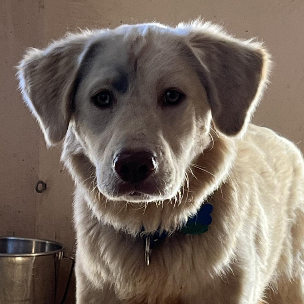 Honeydew, an adoptable German Shepherd Dog, Hound in Kanab, UT, 84741 | Photo Image 5