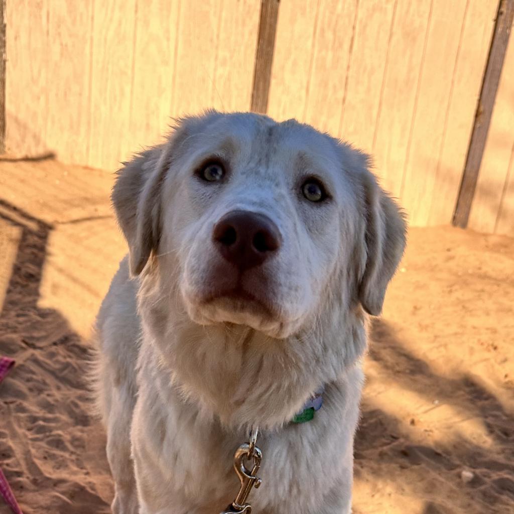 Honeydew, an adoptable German Shepherd Dog, Hound in Kanab, UT, 84741 | Photo Image 6