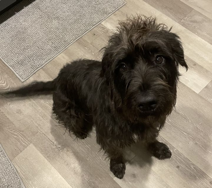 Petfinder sales giant schnauzer