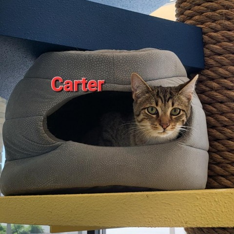 Carter, an adoptable Domestic Short Hair in Leander, TX, 78641 | Photo Image 1
