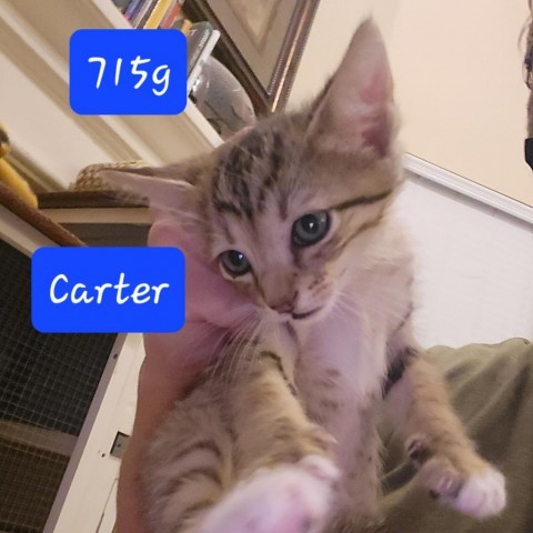 Carter, an adoptable Domestic Short Hair in Leander, TX, 78641 | Photo Image 2