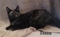 Tessa, an adoptable Domestic Short Hair in Phoenix, AZ, 85086 | Photo Image 1