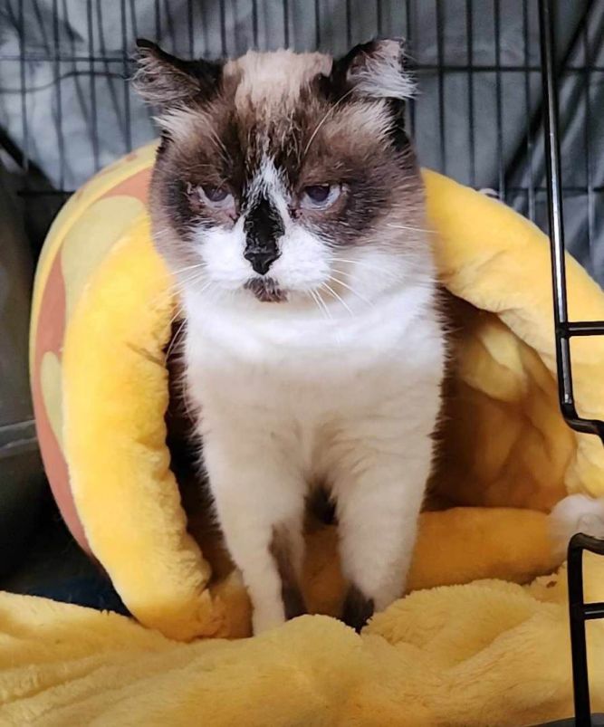 Cat for adoption Snowshoe, a Siamese & Snowshoe Mix in San Jose, CA