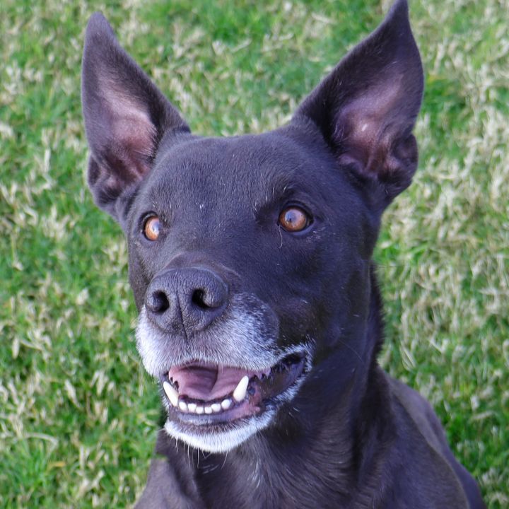 Toby, an adoptable Australian Kelpie & Pit Bull Terrier Mix in Clovis, CA_image-1