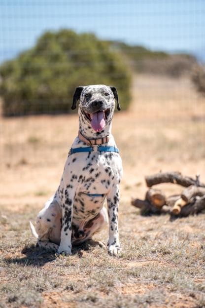 HERO, an adoptable Mixed Breed in Santa Fe, NM, 87507 | Photo Image 1