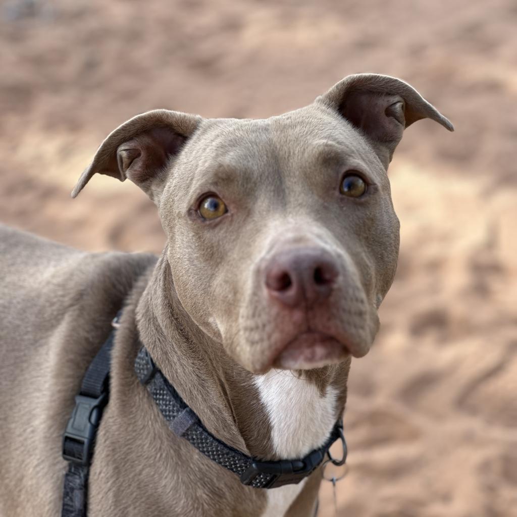 Izzie, an adoptable American Staffordshire Terrier in Kanab, UT, 84741 | Photo Image 1