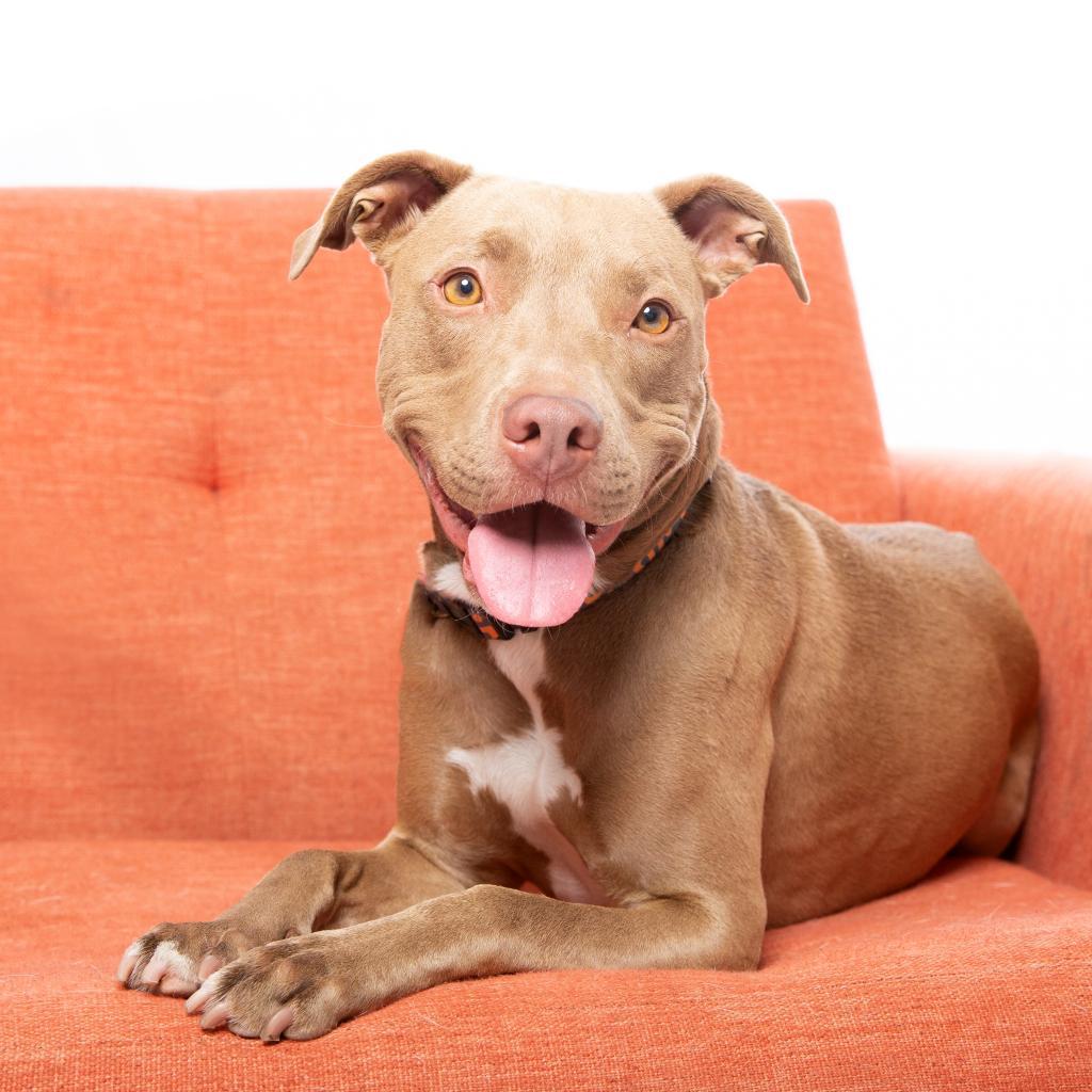 Izzie, an adoptable American Staffordshire Terrier in Kanab, UT, 84741 | Photo Image 3