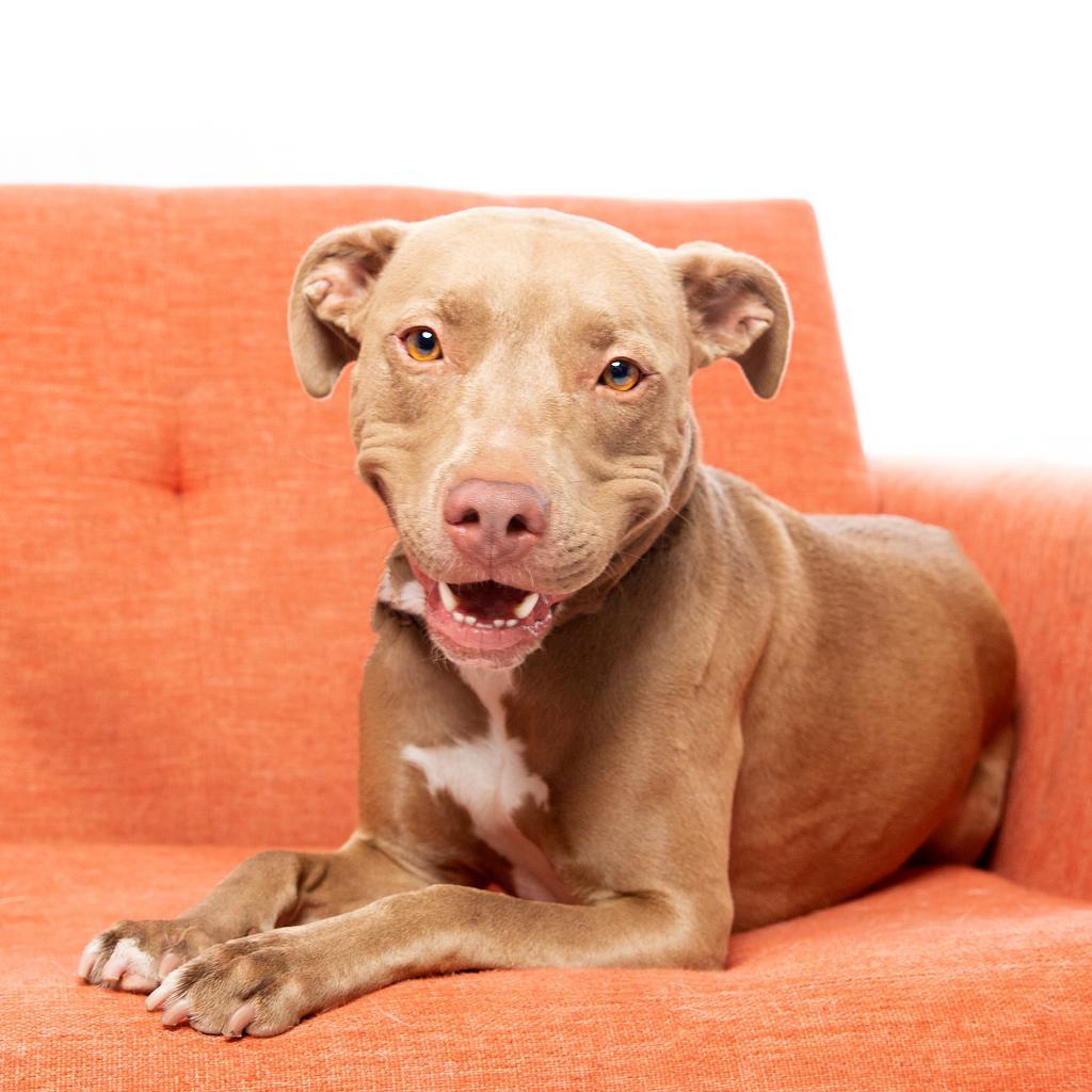 Izzie, an adoptable American Staffordshire Terrier in Kanab, UT, 84741 | Photo Image 3