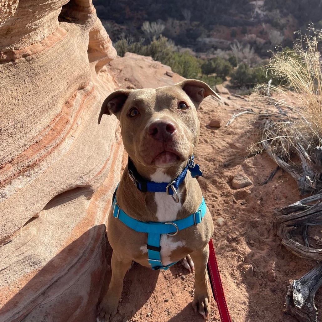 Izzie, an adoptable American Staffordshire Terrier in Kanab, UT, 84741 | Photo Image 4