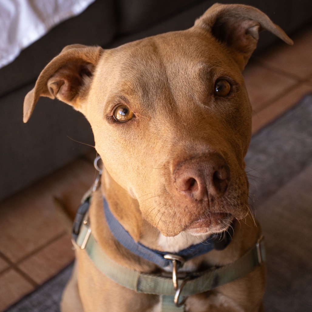 Izzie, an adoptable American Staffordshire Terrier in Kanab, UT, 84741 | Photo Image 5