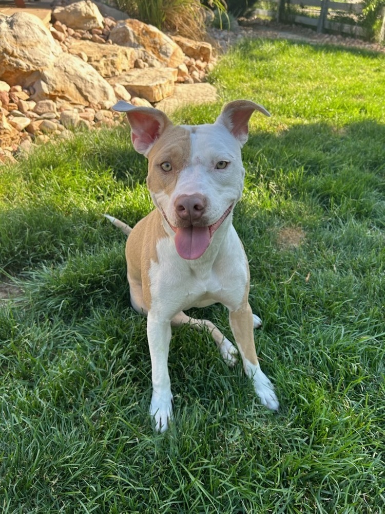 Mama Michelle, an adoptable American Bulldog in Lakewood, CO, 80227 | Photo Image 1