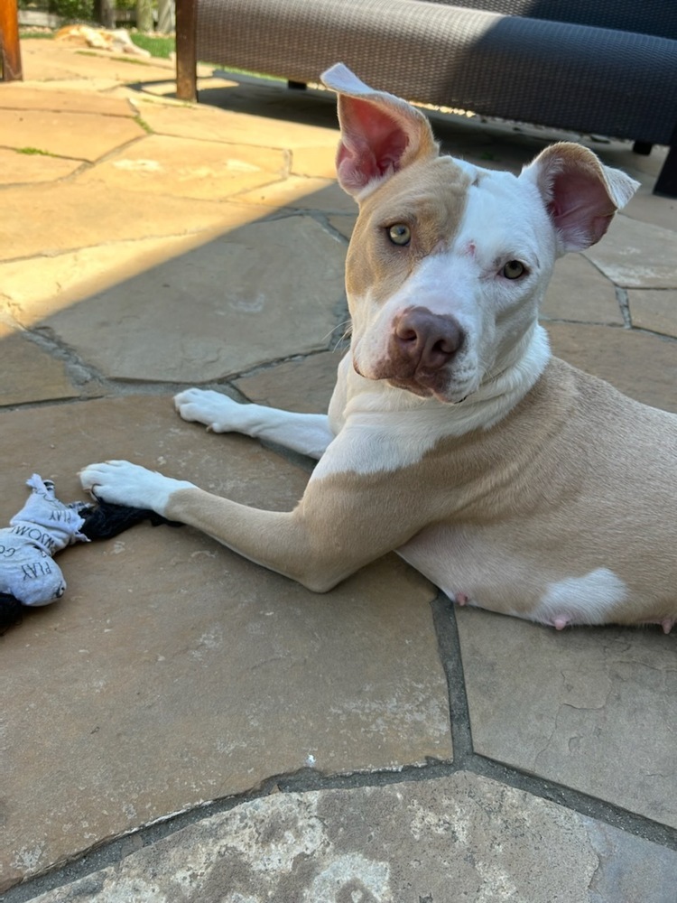 Mama Michelle, an adoptable American Bulldog in Lakewood, CO, 80227 | Photo Image 2