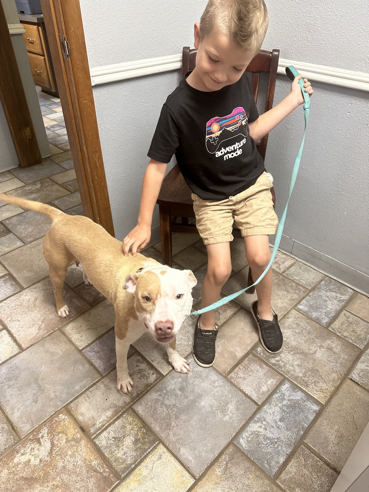 Mama Michelle, an adoptable American Bulldog in Lakewood, CO, 80227 | Photo Image 3