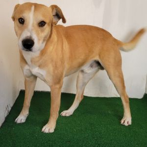 Wilder, Adult Male Mixed Breed
