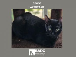 COCO Domestic Short Hair Cat