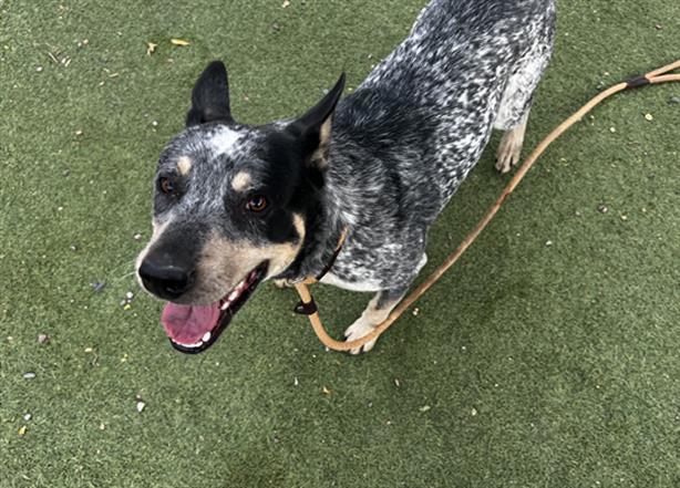 Mini Blue Heeler Vs Standard Heeler - A-Z Animals