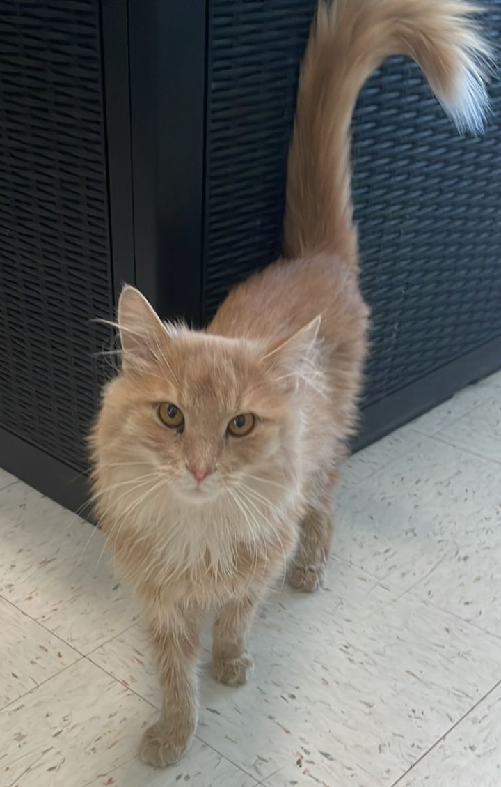 cat-for-adoption-chenza-a-domestic-medium-hair-mix-in-dublin-oh