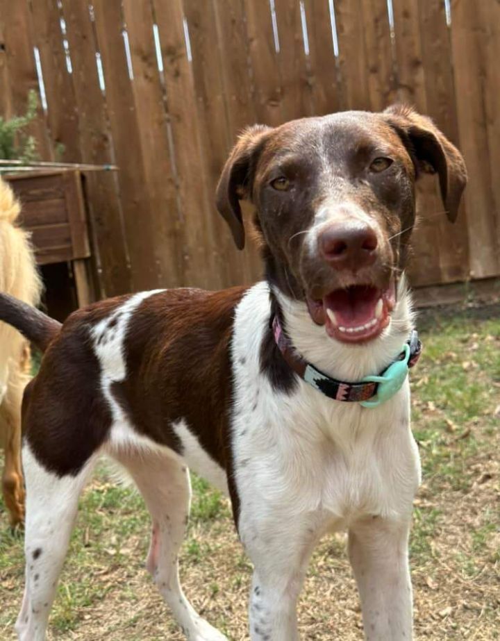 Petfinder brittany hot sale spaniel