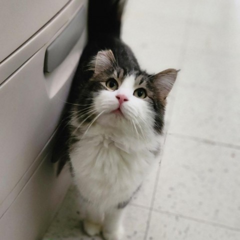 Derby, an adoptable Domestic Long Hair in Fresno, CA, 93725 | Photo Image 2