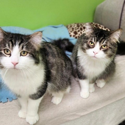 Derby, an adoptable Domestic Long Hair in Fresno, CA, 93725 | Photo Image 2