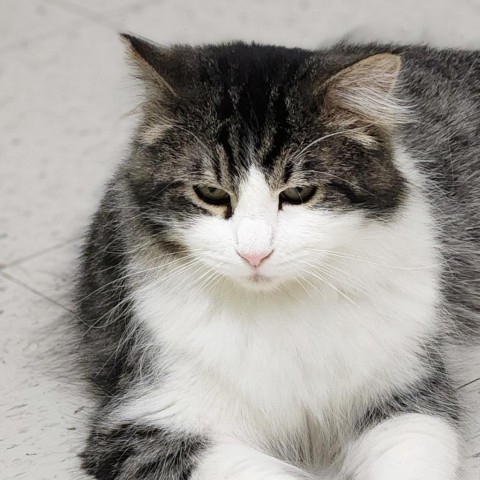 Derby, an adoptable Domestic Long Hair in Fresno, CA, 93725 | Photo Image 4