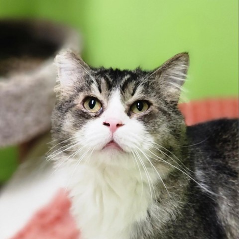 Demo, an adoptable Domestic Long Hair in Fresno, CA, 93725 | Photo Image 1