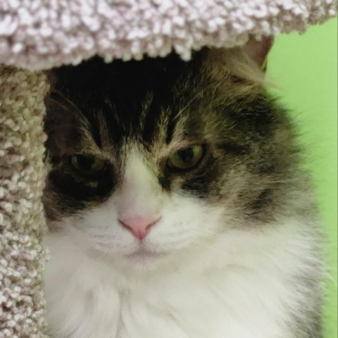 Demo, an adoptable Domestic Long Hair in Fresno, CA, 93725 | Photo Image 2