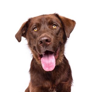 Twix Chocolate Labrador Retriever Dog