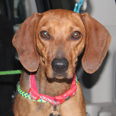 Redbone coonhound best sale rescue near me