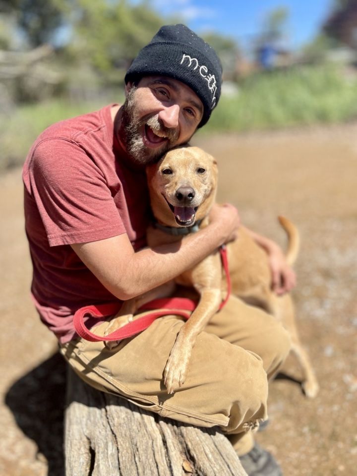 Benji, an adoptable Carolina Dog & Retriever Mix in Jamestown, CA_image-1